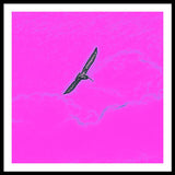 Black Birdie In Pink Sky - Framed Print