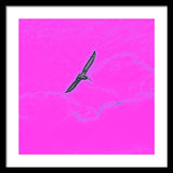 Black Birdie In Pink Sky - Framed Print